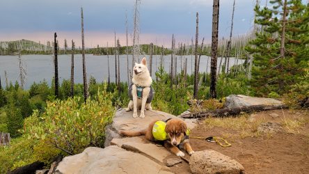 14 Tips for Hiking & Backpacking with a Dog — CleverHiker