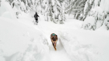 10 Tips for Hiking with Your Dog in Winter — CleverHiker
